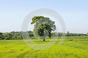 large tree stands in a field of grass