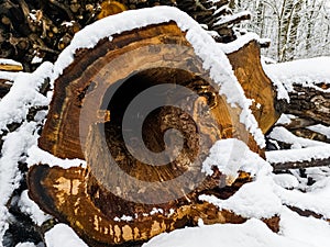 A large tree stump covered in snow in the woods