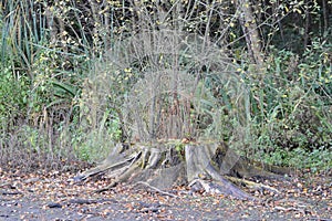 This large tree stump looks quite dead but from it are growing new branches. photo