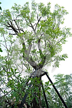 A large tree supported by pillars.