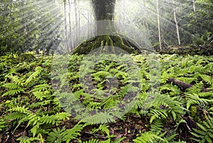 Large tree surrounded by small ferns in Keâ€™anae Arboretum, Maui, Hawaii