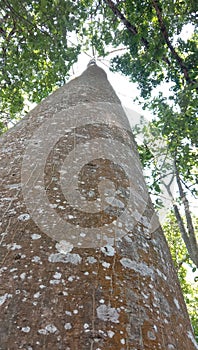 A large tree towering in the Garut protected forest