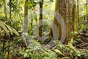 Large tree in tropical rainforest photo