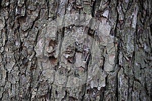 Large tree trunk background. Tree bark texture.