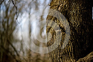 Large Tree Trunk with Blurred Copyspace