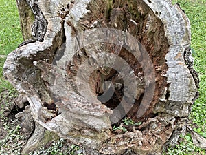 the large tree trunk cavity