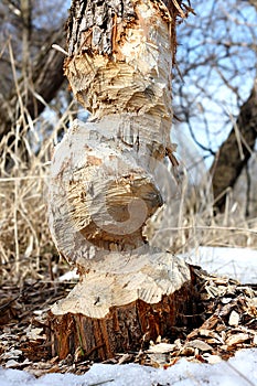 Large Tree Trunk Chewed Up by Beaver