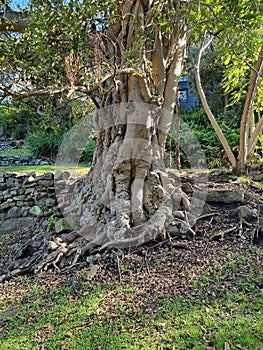 Large tree trunk with exposed gnarly roots