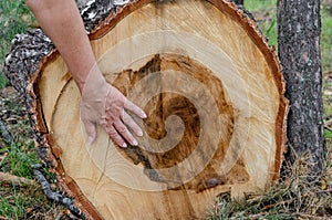 Large tree trunk in the forest