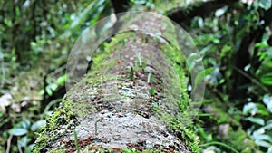 Large tree trunk full with working leaf cutter ants at work