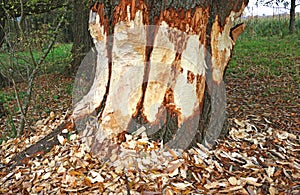 Large tree trunk gnawed by a beaver