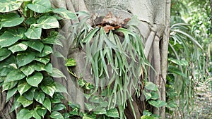 a large tree trunk with large branches covered in mistletoe