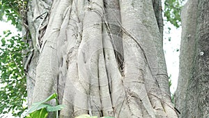 a large tree trunk with large branches covered in mistletoe
