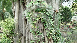 a large tree trunk with large branches covered in mistletoe