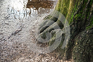 Large tree trunk and roots covered with green moss, small puddle of rain in background, at public park