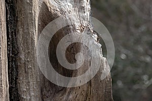 large tree trunk standing up in the middle of a park