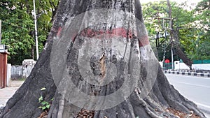 A large tree trunk and tree roots are in the middle of a road in the Rajpur area in Dehradun.