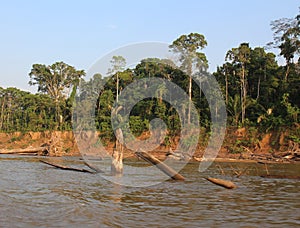 Large tree trunks and branches creating hazards along the Tambopata River in the rainforest of Madre de Dios, Peru, South Amrica