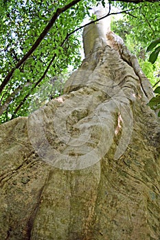A large tree trunks in a forest