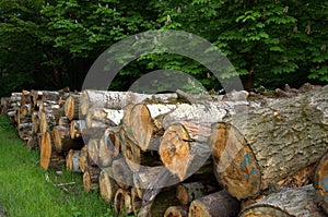 Large tree trunks in the middle of the forest