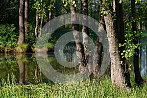 Large tree trunks on the shore of a forest lake