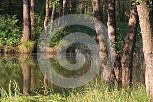 Large tree trunks on the shore of a forest lake