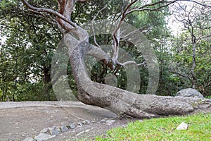 A large tree with a twisted trunk toppled to one side