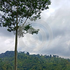 a large tree whose trunk has branches
