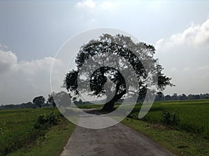 large tree on wide country road in middle of field with tall green grass