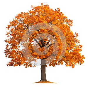 Large tree with yellow leaves close-up isolated on a white or transparent background. Oak tree with autumn foliage in