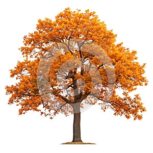 Large tree with yellow leaves close-up isolated on a white or transparent background. Oak tree with autumn foliage in