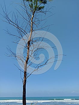 large trees that abort leaves in the summer on the edge of the blue beach.