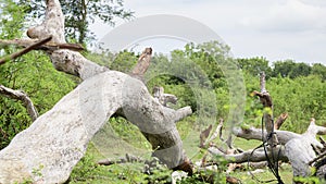 Large trees cut down to the ground in the forest sanctuary in Hambantota, Sri Lanka. Concept of global warming and deforestation