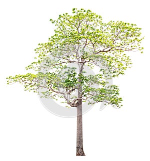 Large trees with edible fruits are completely separated from the white background.