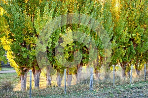 Large trees growing along a farm fenceline