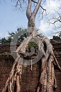 Large trees growing in between the stones with their roots in the Ta Prohm Temple in the Angkor Temple in Cambodia