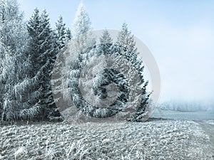 Large trees on the outskirts of a frozen forest