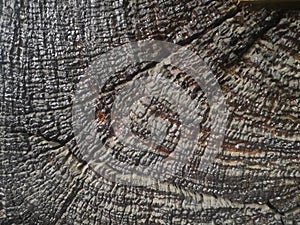 Large trees that are several hundred years old often have growth rings that indicate their age.