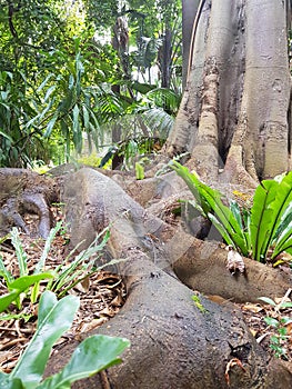 Tree trunk roots photo
