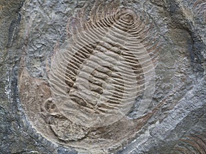 Large trilobite fossil Colpocoryphe grandis printed in stone