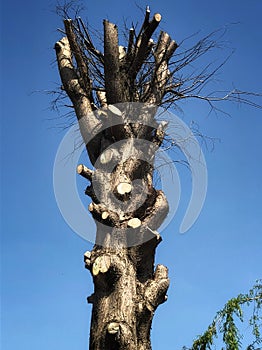 A large, trimmed tree