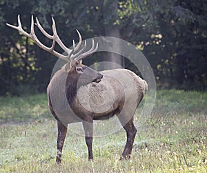 Bull elk in rut photo
