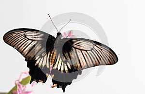 The large tropical Asian butterfly Papilio Lowi sits on a pink flower. White background, place for inscription