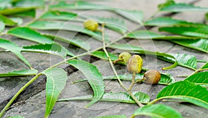 A large tropical asian tree or azadirachta indica treefresh and healthy neem leaves