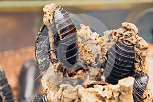 Large tropical cockroaches sitting in his lair