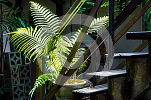 Large tropical fern in pot at foot of stairs illuminated by sunlight
