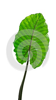 Large tropical green leaf, philodendron, Elephant Ear, in rain forest jungle isolated on white background