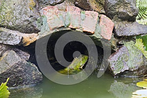 A large tropical iguana in a fish pond