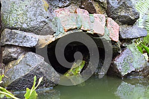 A large tropical iguana in a fish pond