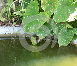 A large tropical iguana in a fish pond